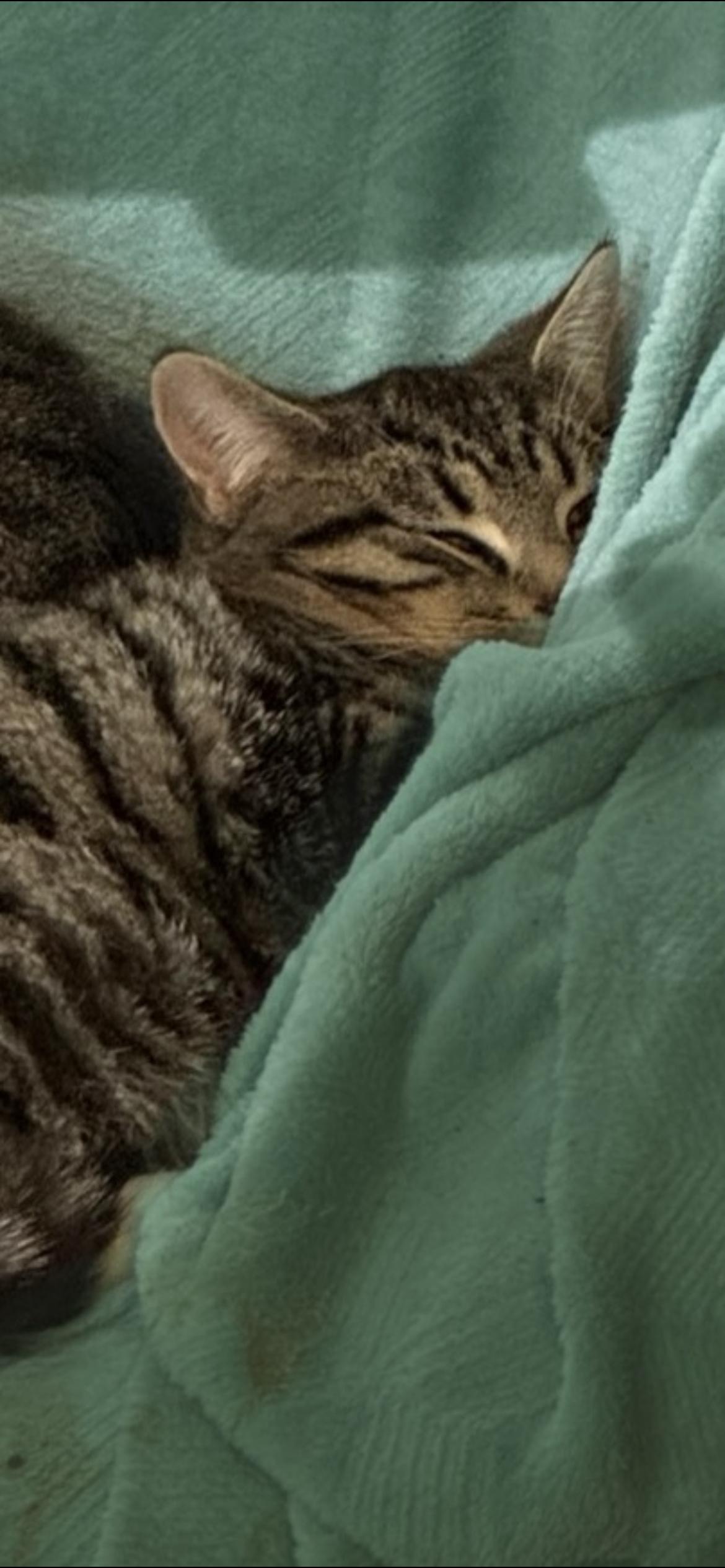 Enlarge Hemming (big brother), a ADOPTABLE mixed breed in Morgantown, WV image 2/2