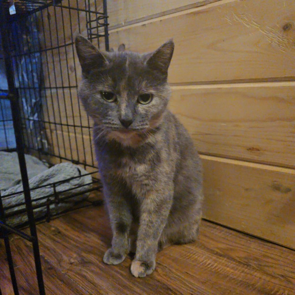 Enlarge Maia, a Adopted mixed breed in Brainardsville, NY image 1/1