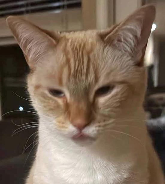 Kit, Adoptable, Adult Male Siamese.