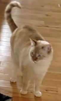 Enlarge Kit, a Adoptable Siamese in Salem, OR image 2/3