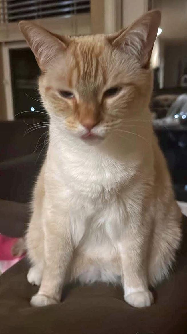 Enlarge Kit, a Adoptable Siamese in Salem, OR image 3/3