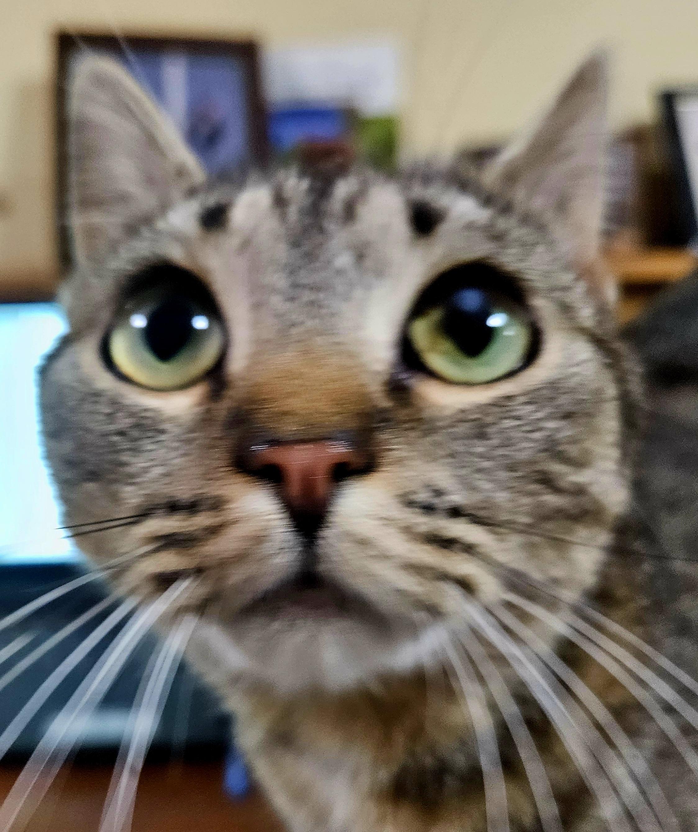 Melody-LAP CAT, an adopted mixed breed in Berlin, CT image 2/6