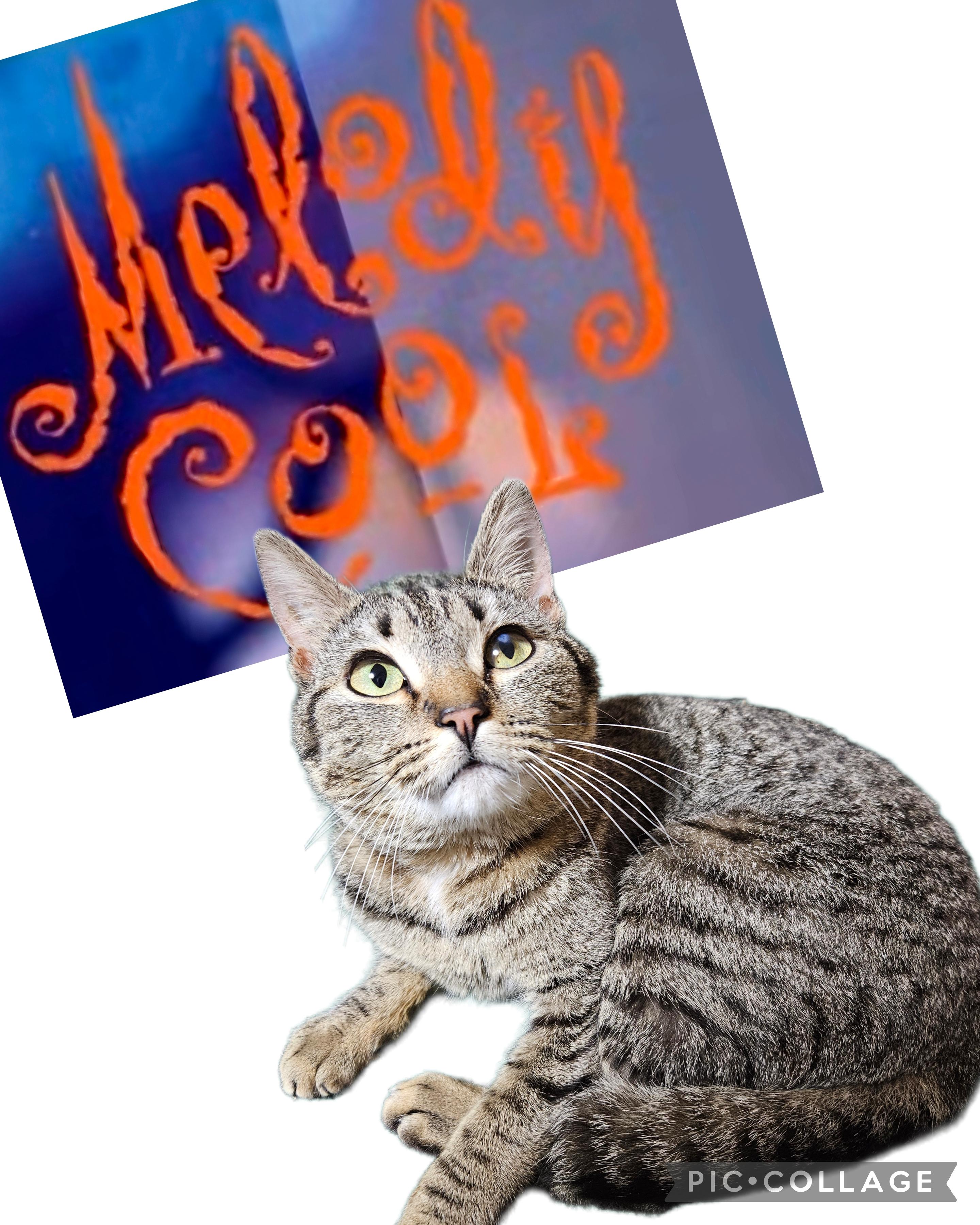 Melody Cool-LAP CAT, ADOPTABLE, Young Female Tabby & Tiger.