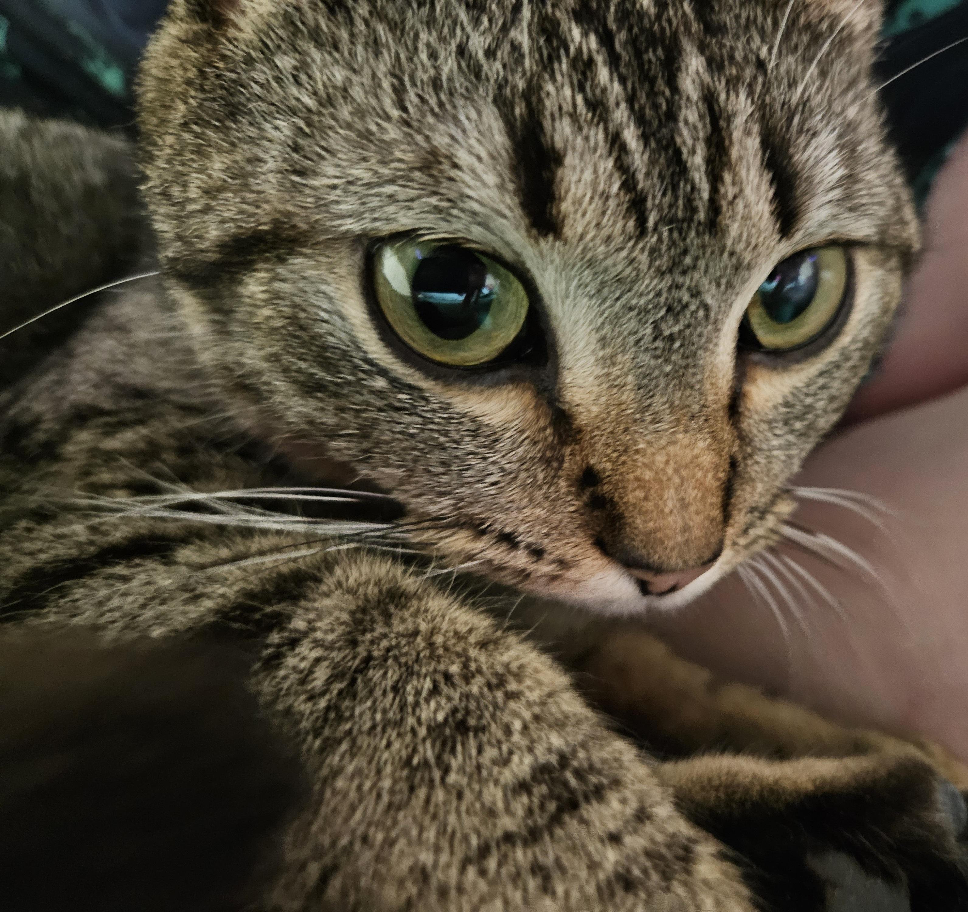 Melody-LAP CAT, an adopted mixed breed in Berlin, CT image 5/6