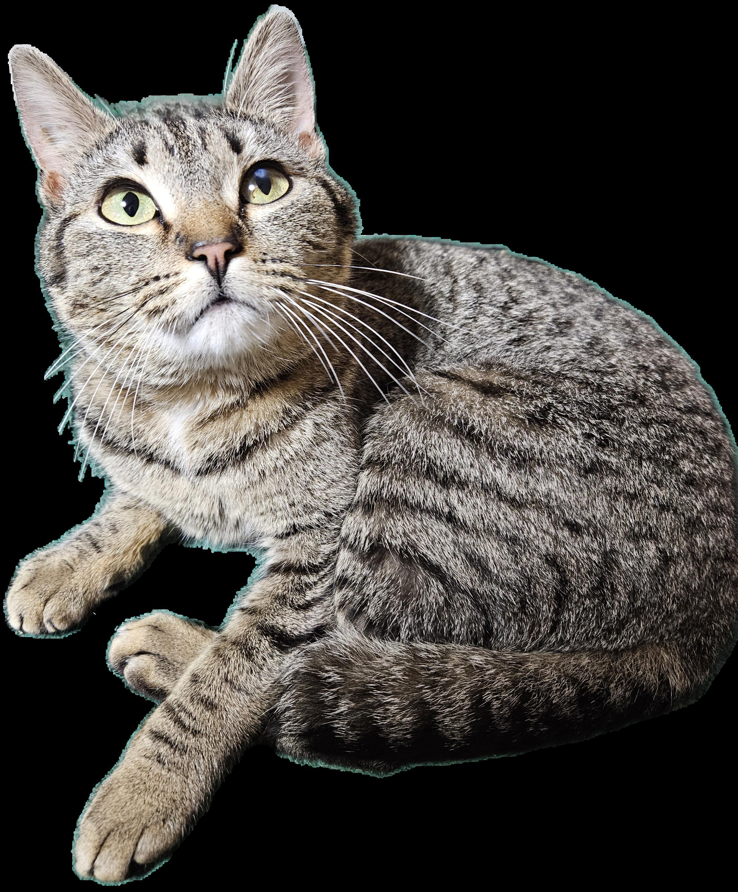 Melody-LAP CAT, an adopted mixed breed in Berlin, CT image 3/6