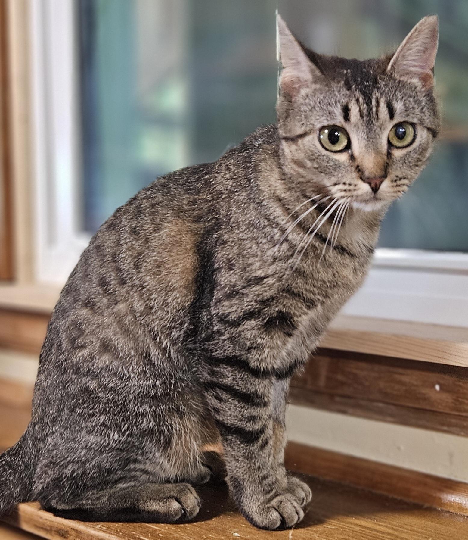 Melody-LAP CAT, an adopted mixed breed in Berlin, CT image 6/6