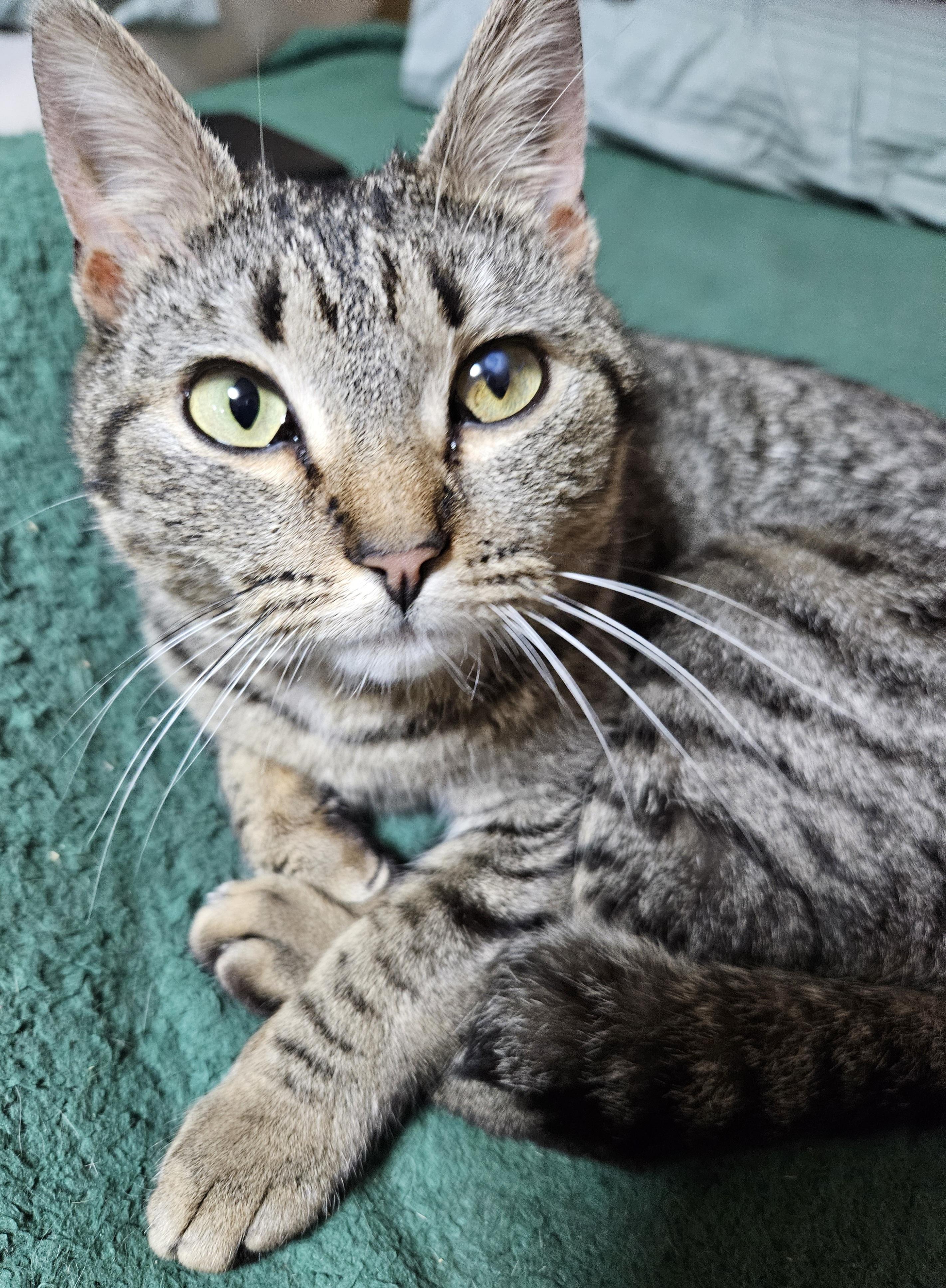 Melody-LAP CAT, an adopted mixed breed in Berlin, CT image 4/6