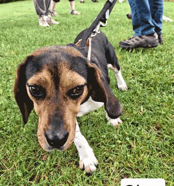 Cher, an adopted Beagle in West Decatur, PA image 2/4