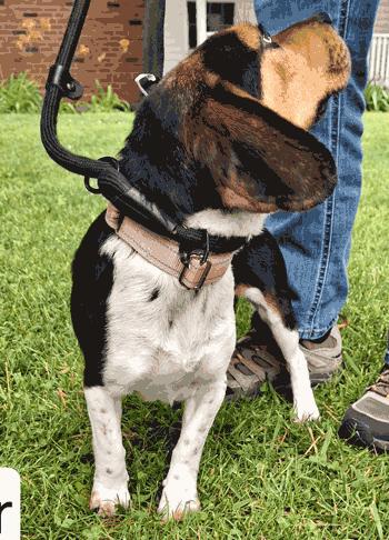 Cher, an adopted Beagle in West Decatur, PA image 3/4