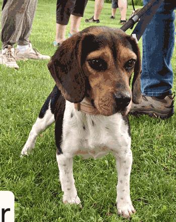 Cher, adopted, Adult Female Beagle.