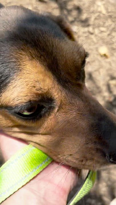 Enlarge Cher, an adopted Beagle in West Decatur, PA video 4/4