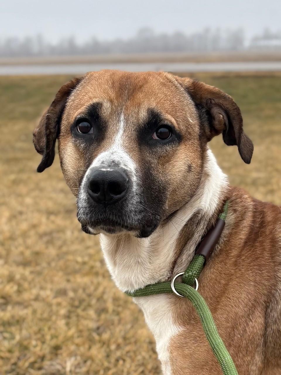 Bruno, a ADOPTABLE Mixed Breed in Ionia, MI image 5/6