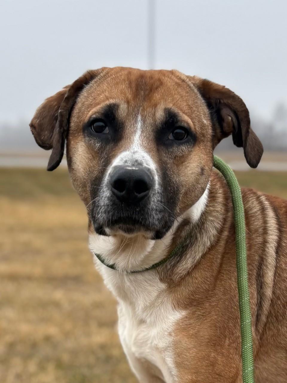 Bruno, ADOPTABLE, Adult Male Mixed Breed.
