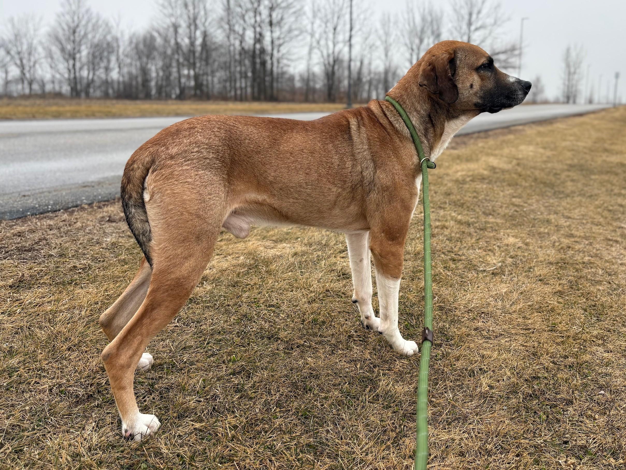 Bruno, a ADOPTABLE Mixed Breed in Ionia, MI image 4/6