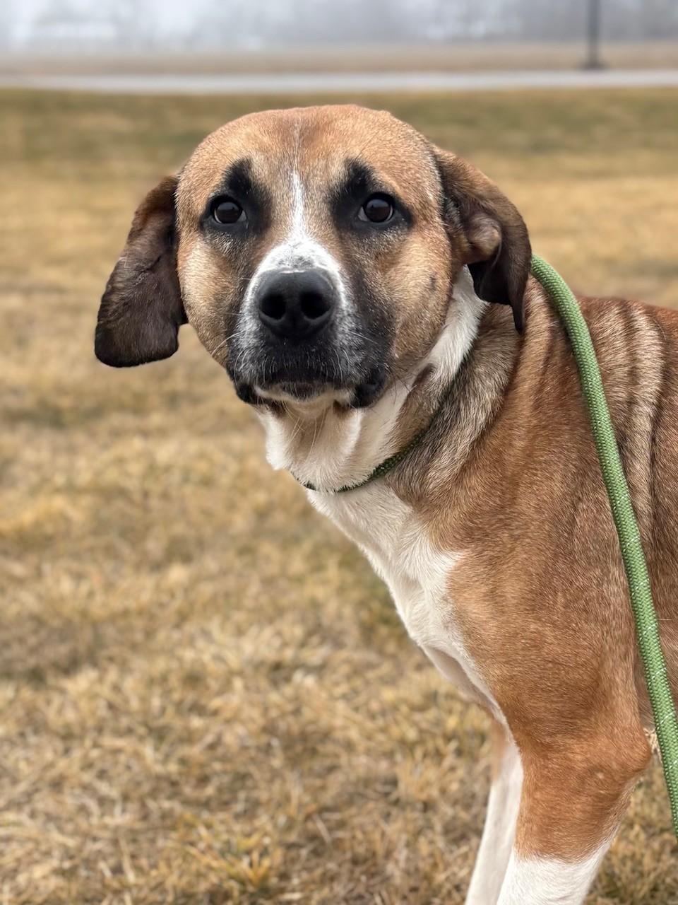Bruno, a ADOPTABLE Mixed Breed in Ionia, MI image 2/6