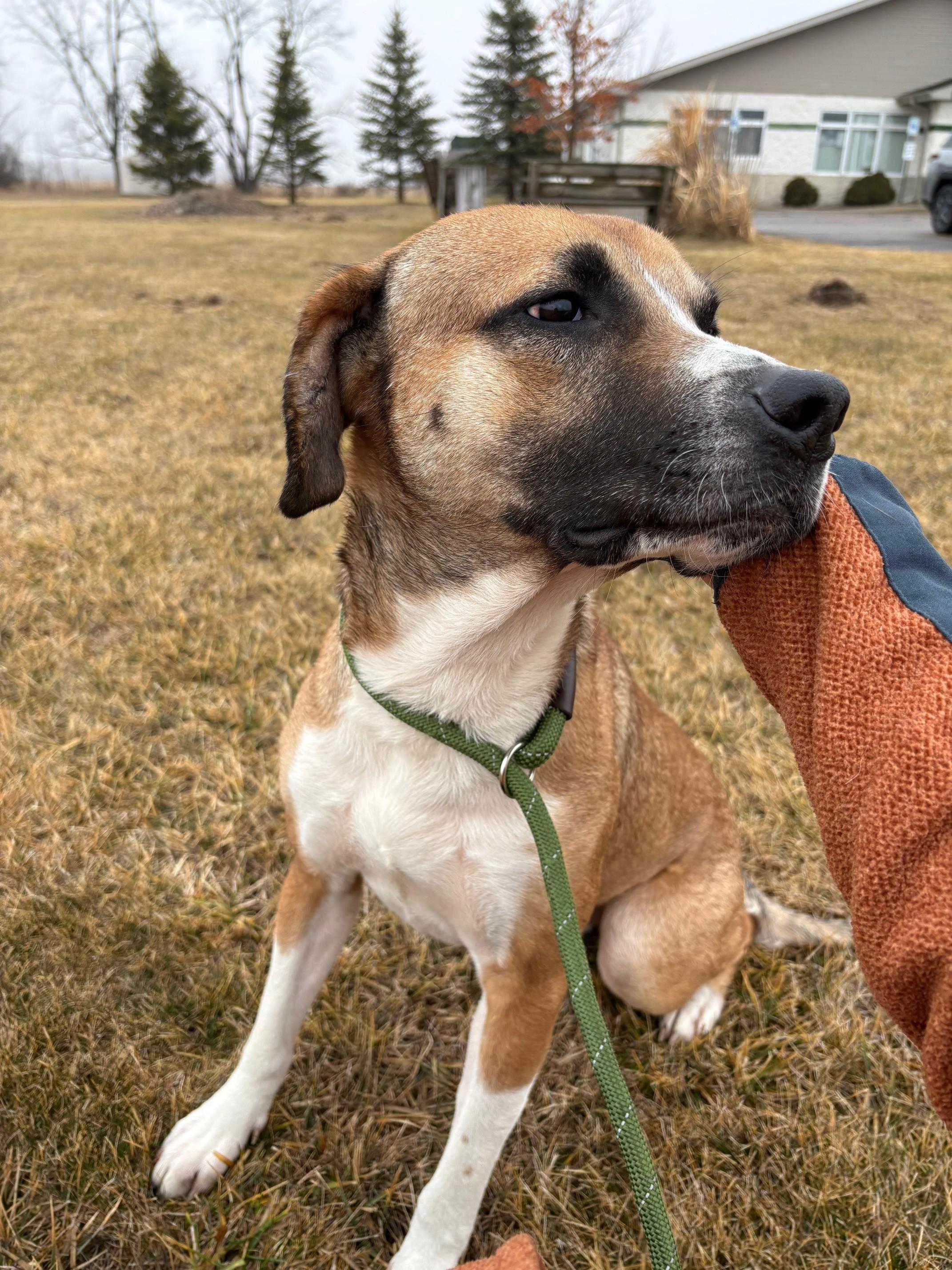 Bruno, a ADOPTABLE Mixed Breed in Ionia, MI image 6/6