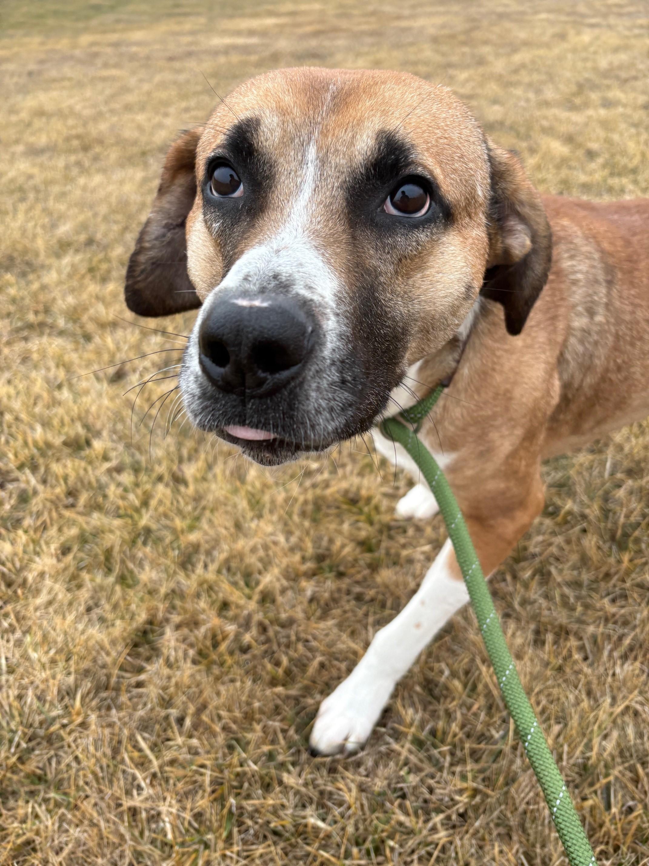 Bruno, a ADOPTABLE Mixed Breed in Ionia, MI image 3/6