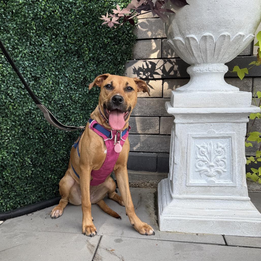 Enlarge Ms. Scooby, a Adoptable Mixed Breed in Plainfield, IL image 1/6