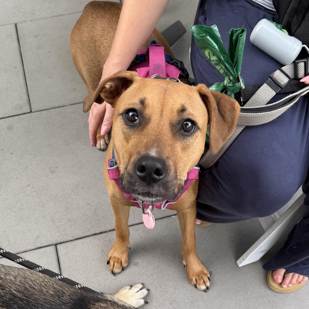 Enlarge Ms. Scooby, a Adoptable Mixed Breed in Plainfield, IL image 2/6