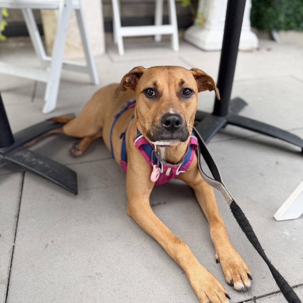 Enlarge Ms. Scooby, a Adoptable Mixed Breed in Plainfield, IL image 4/6