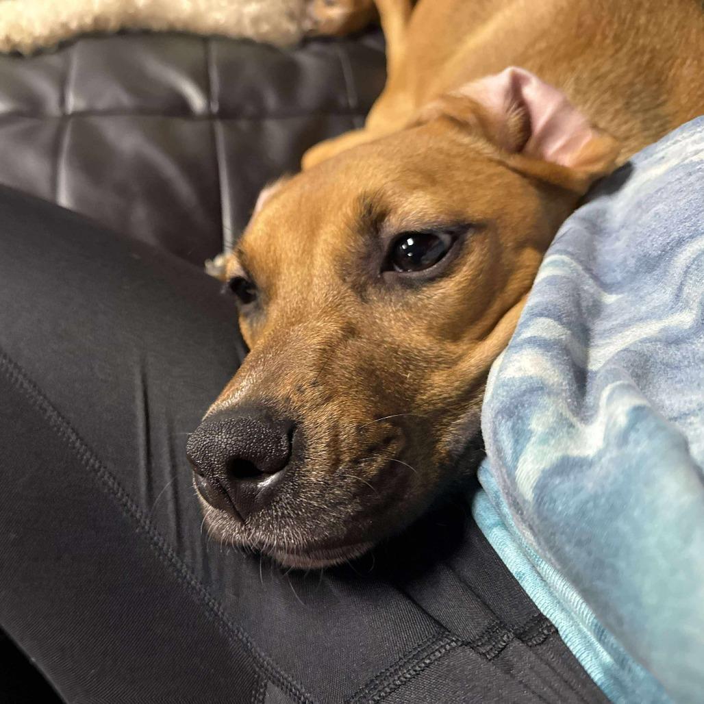 Enlarge Ms. Scooby, a Adoptable Mixed Breed in Plainfield, IL image 5/6