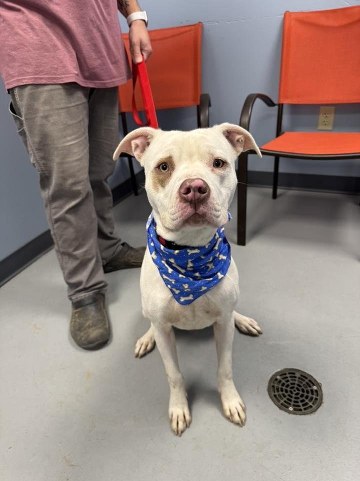 Griffin, a Adoptable mixed breed in Zanesville, OH image 1/2