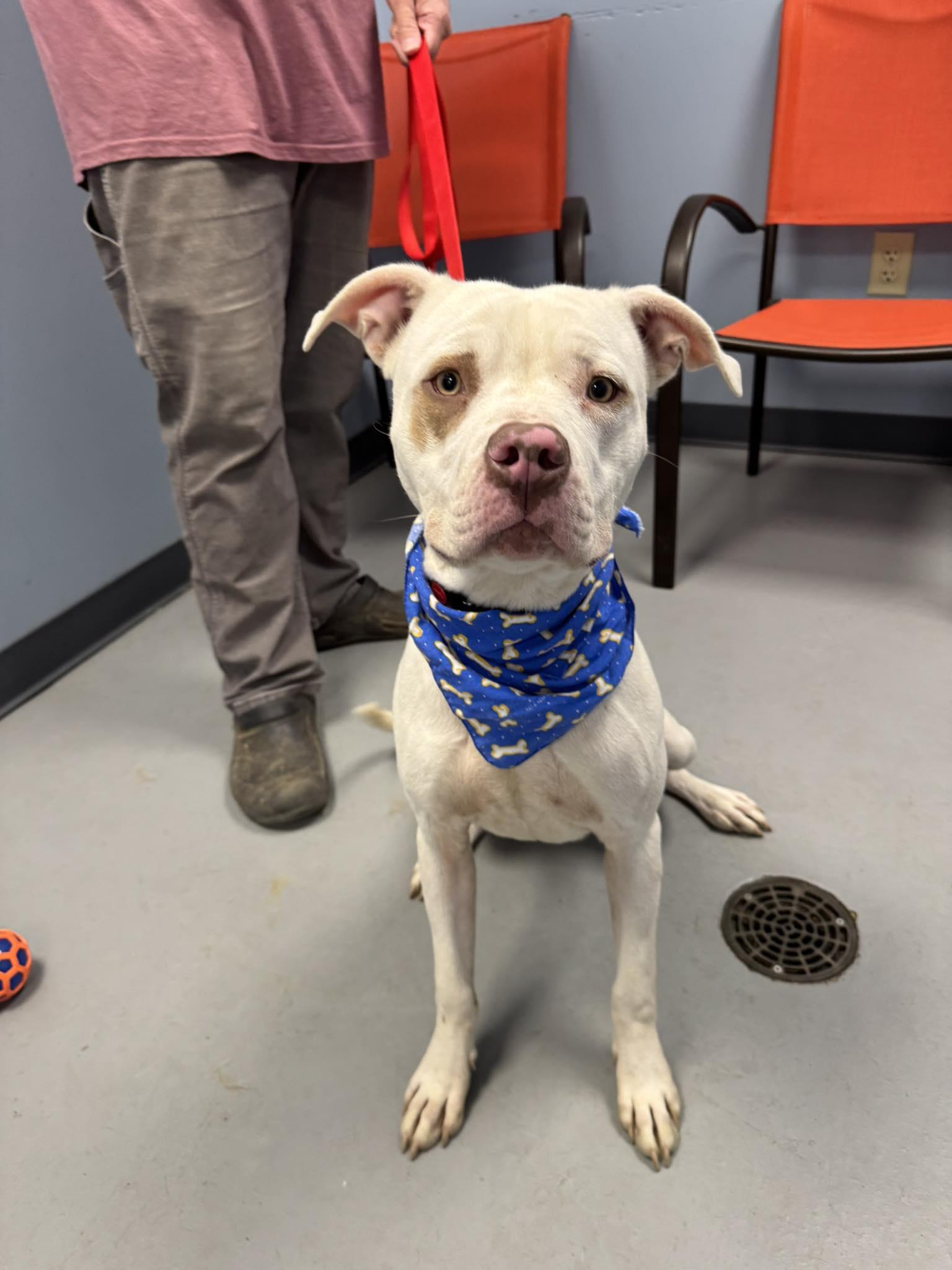 Griffin, a Adoptable mixed breed in Zanesville, OH image 2/2