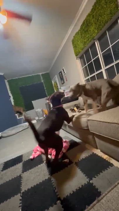 Enlarge Koda, a Adopted mixed breed in Humble, TX video 3/6