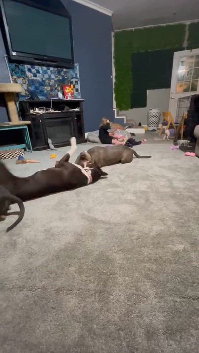Enlarge Koda, a Adopted mixed breed in Humble, TX video 6/6