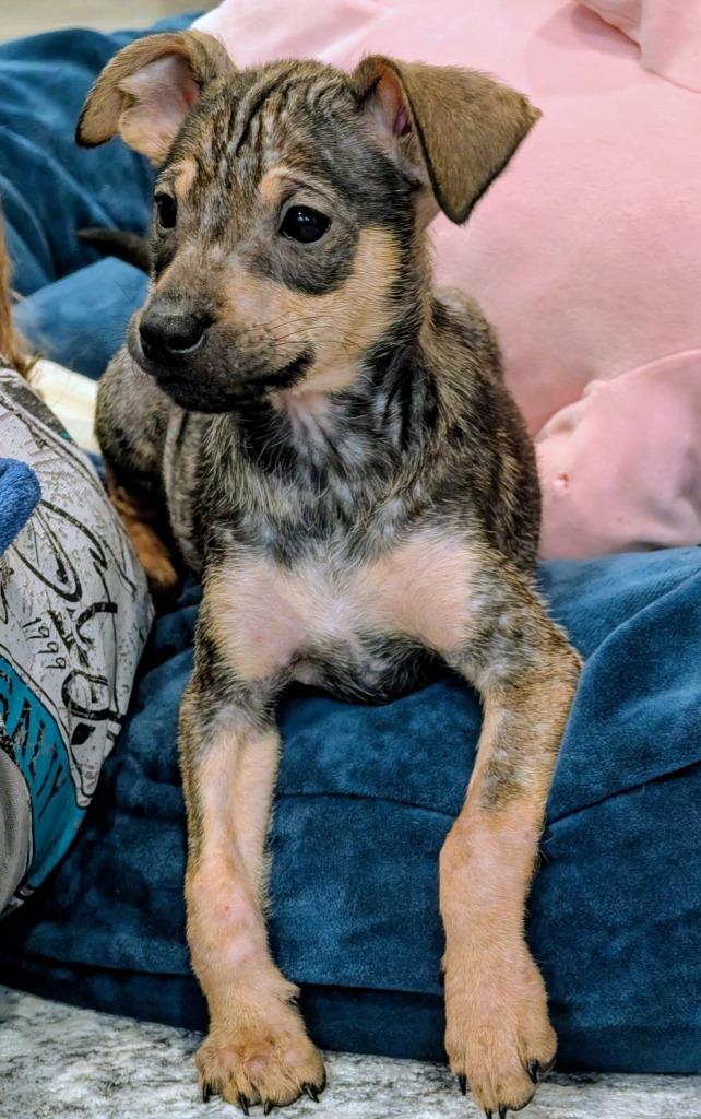 Enlarge Kelly, a Adoptable mixed breed in Orlando, FL image 1/1