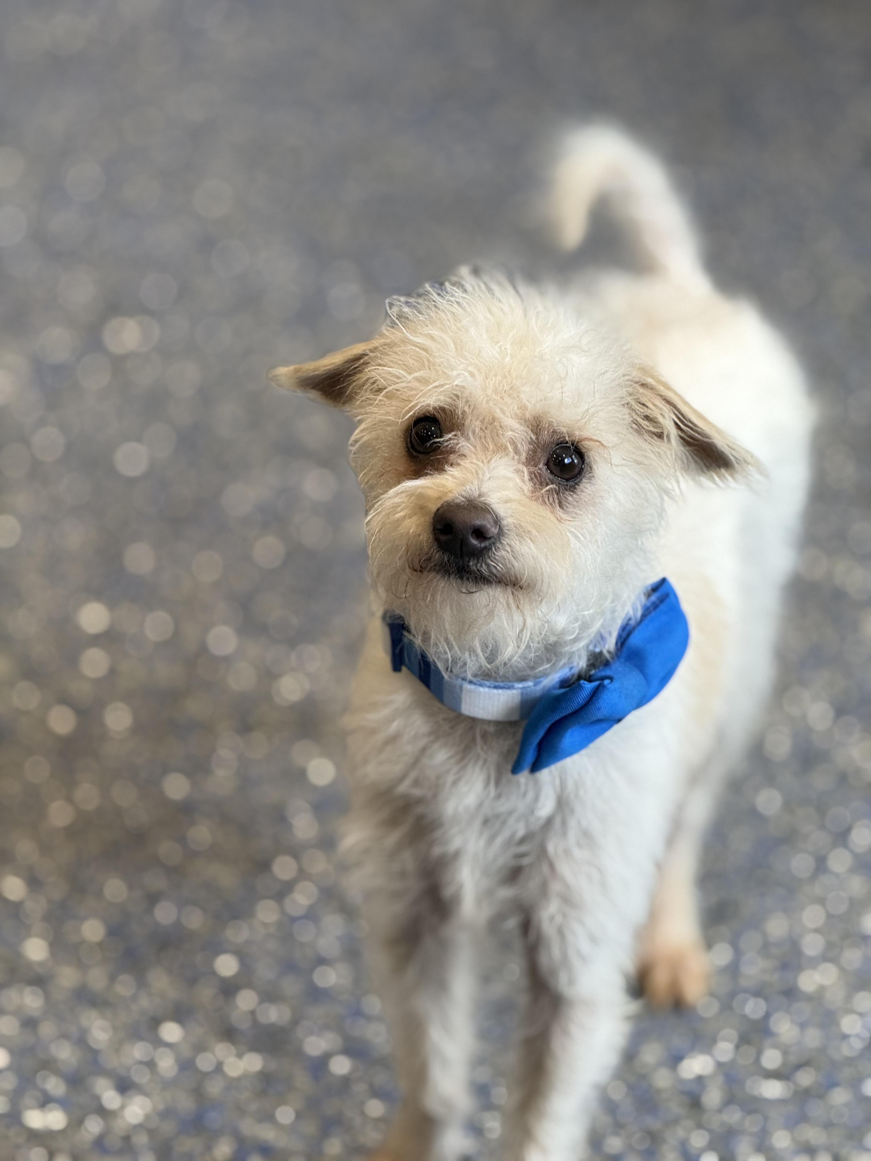 Enlarge Stu, an adopted mixed breed in Phoenix, AZ image 2/4