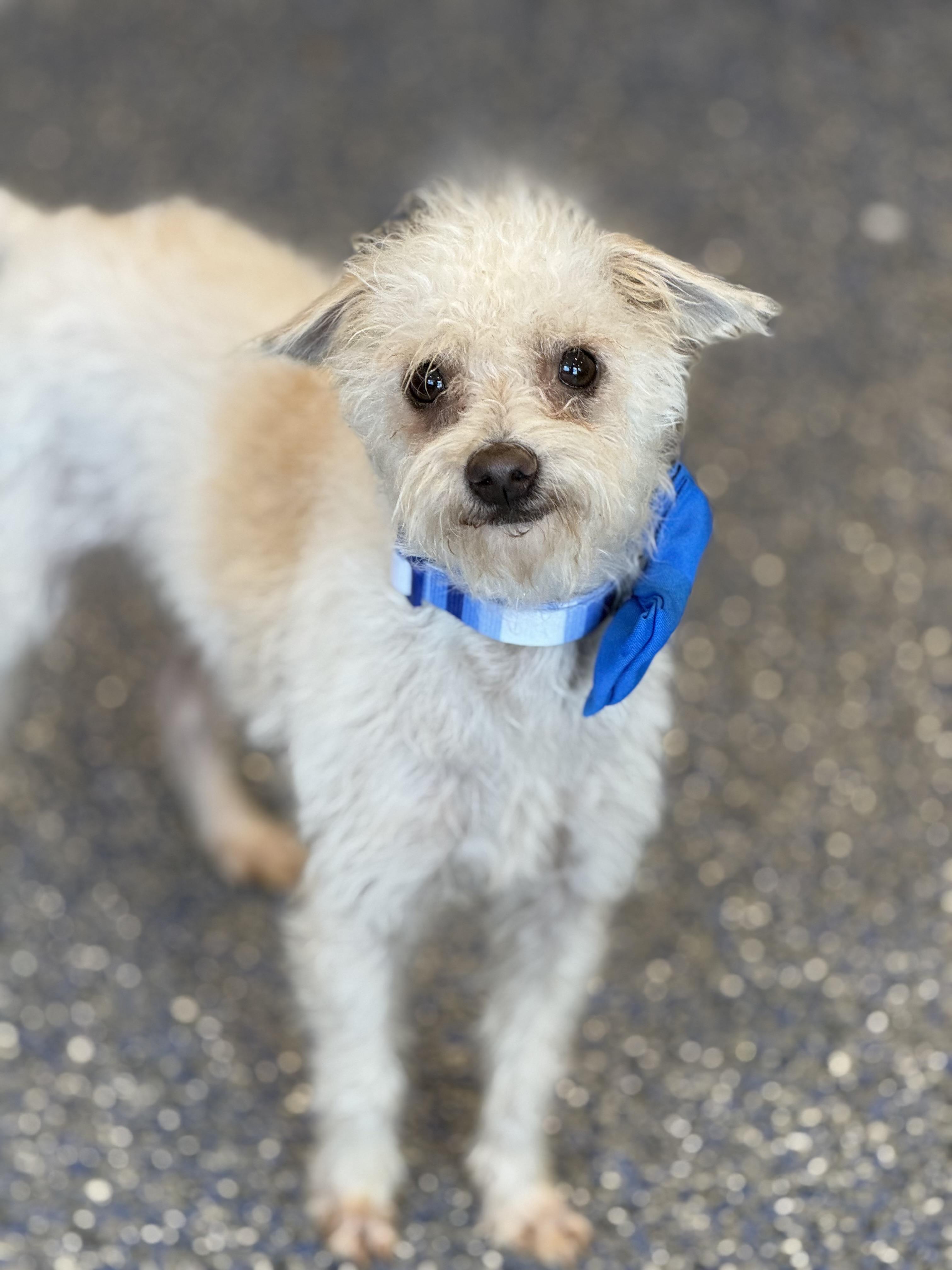 Enlarge Stu, an adopted mixed breed in Phoenix, AZ image 4/4