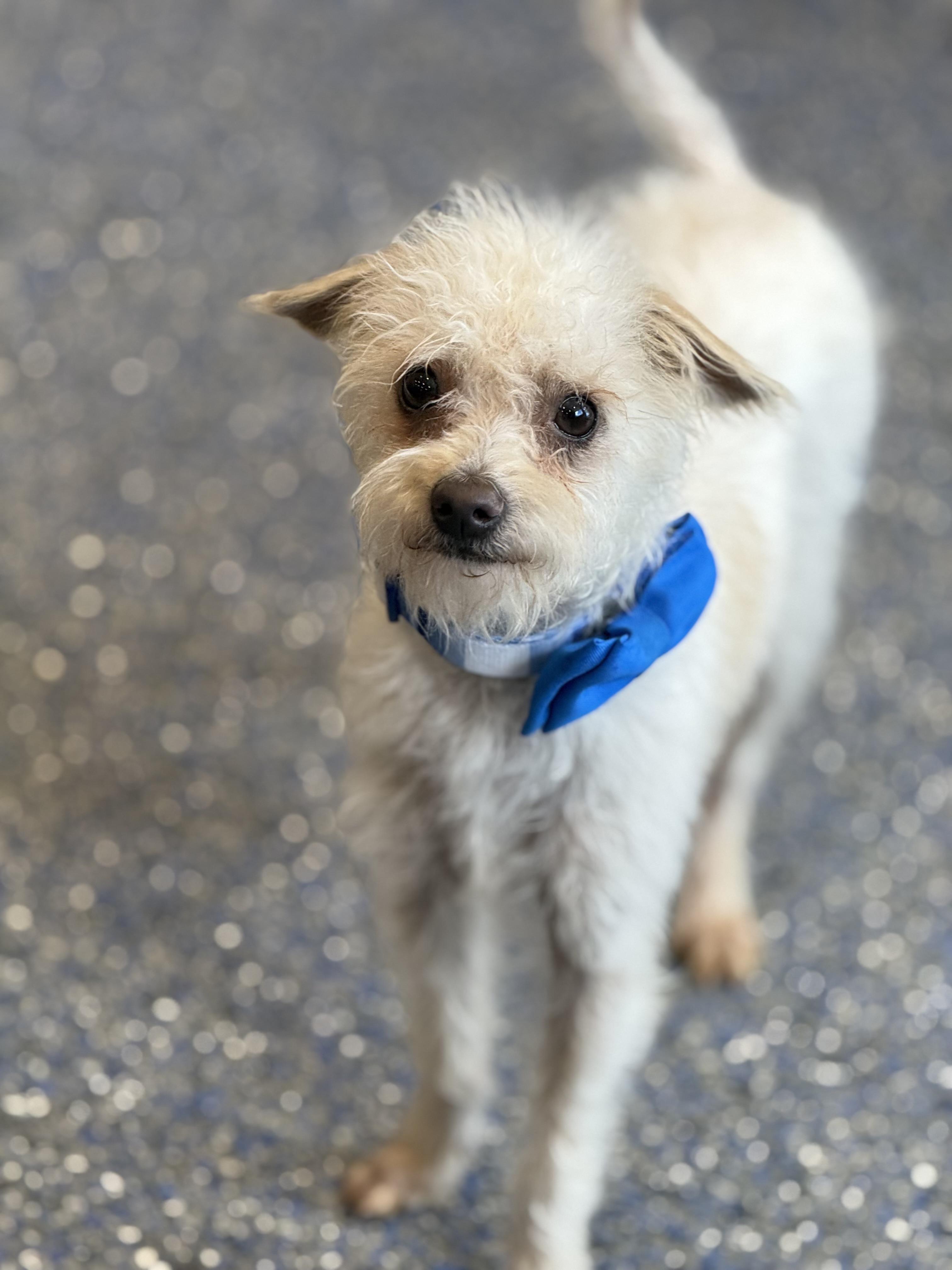 Enlarge Stu, an adopted mixed breed in Phoenix, AZ image 3/4