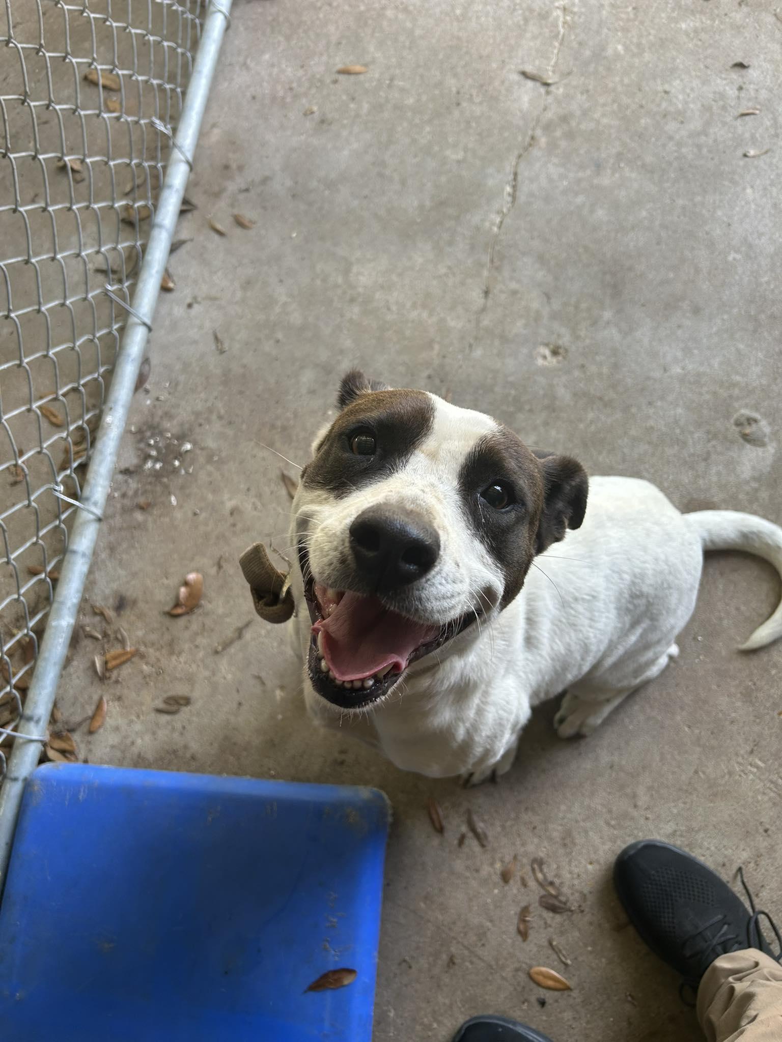 Autrey, ADOPTABLE, Adult Female American Bully.