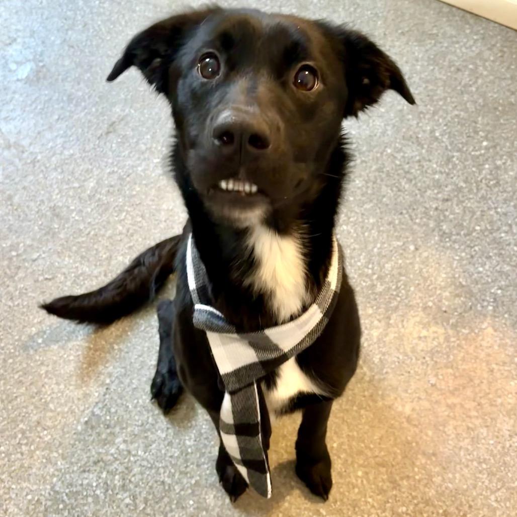 Pebbles, Adoptable, Young Female Labrador Retriever & Mixed Breed.