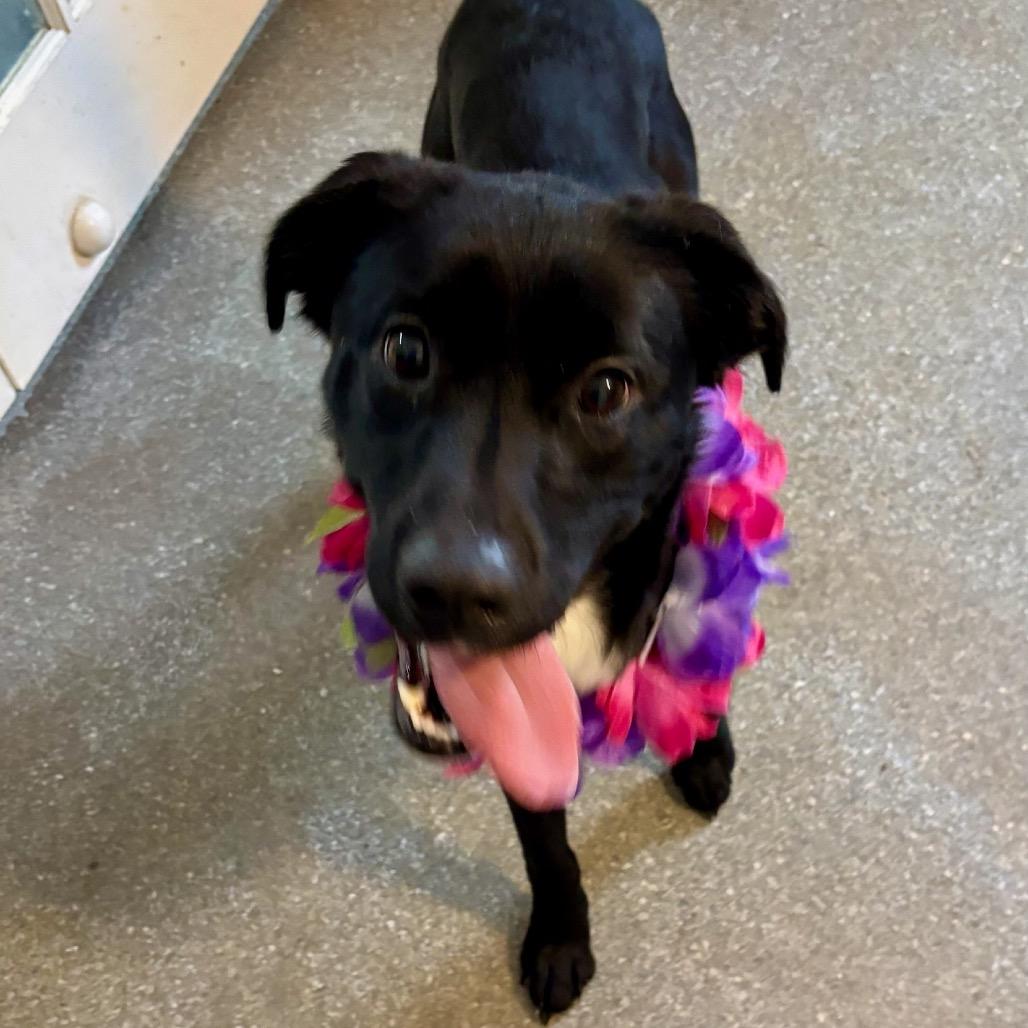 Enlarge Pebbles, a Adoptable mixed breed in Metamora, MI image 5/6