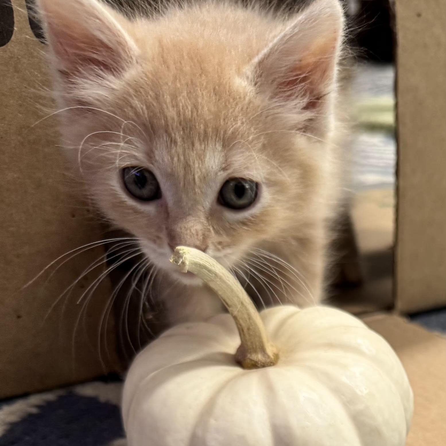 Enlarge Sake (bonded with Sashimi), a Adoptable Domestic Medium Hair in HUNTINGTON BEACH, CA image 4/6
