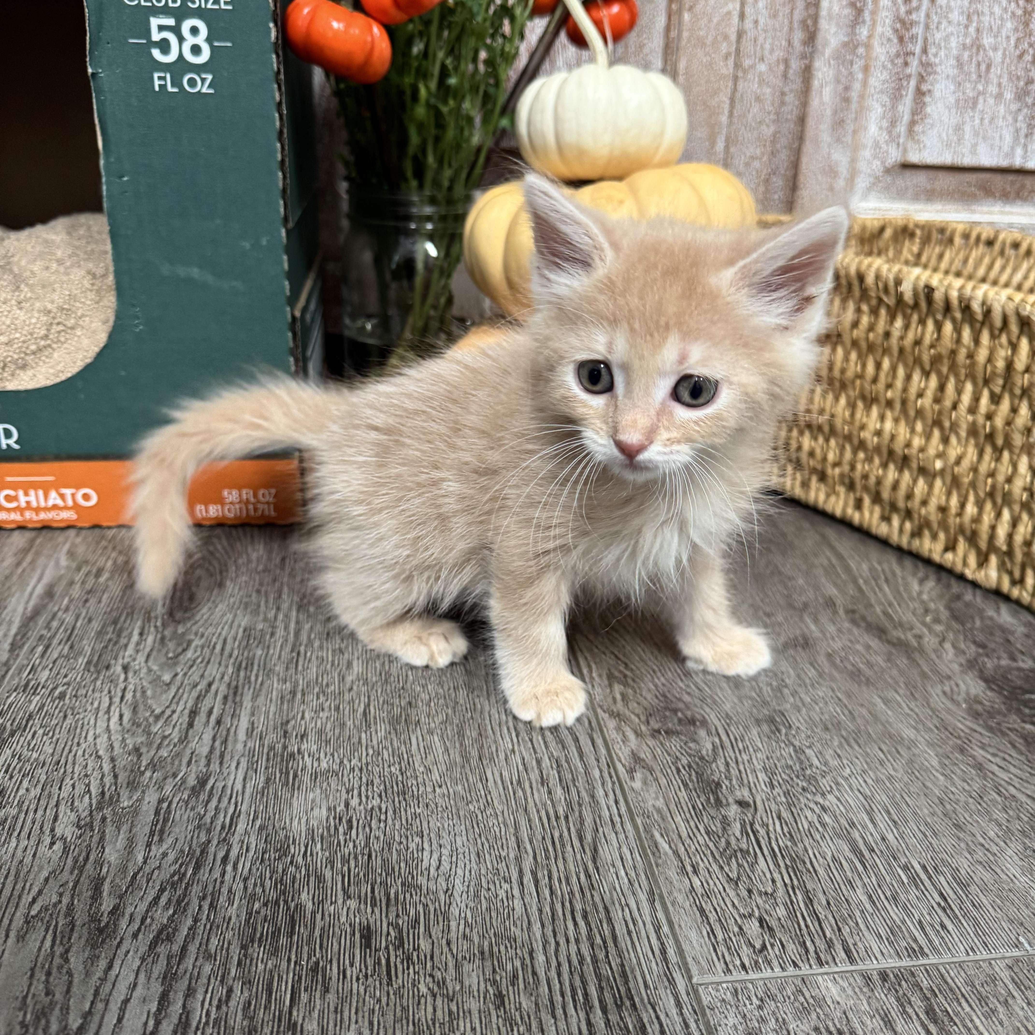 Enlarge Sake (bonded with Sashimi), a Adoptable Domestic Medium Hair in HUNTINGTON BEACH, CA image 1/6