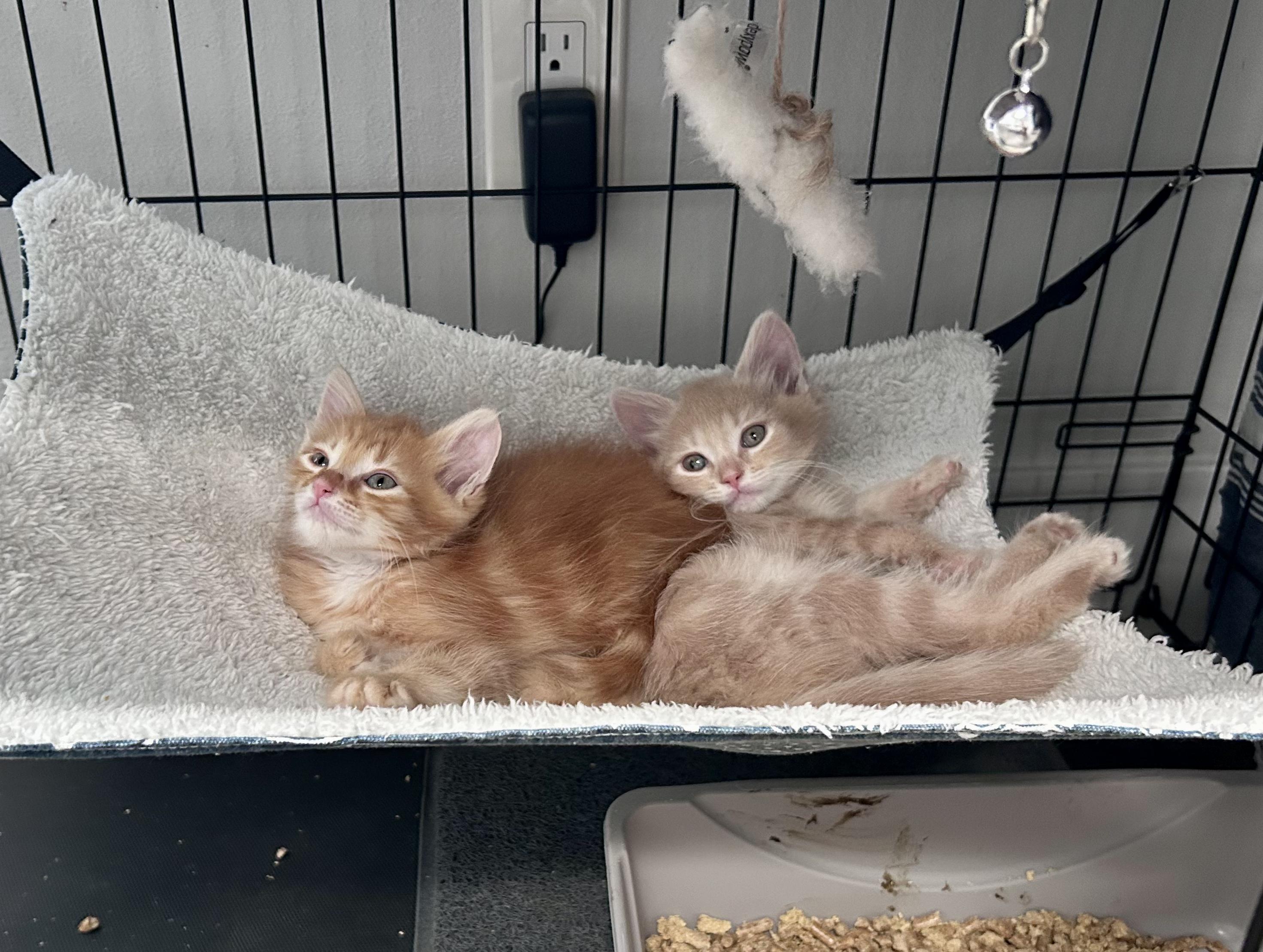 Enlarge Sake (bonded with Sashimi), a Adoptable Domestic Medium Hair in HUNTINGTON BEACH, CA image 2/6