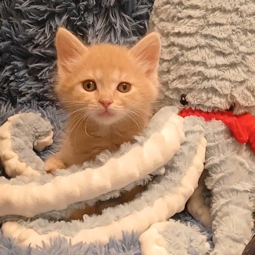 Enlarge Sake (bonded with Sashimi), a Adoptable Domestic Medium Hair in HUNTINGTON BEACH, CA image 5/6