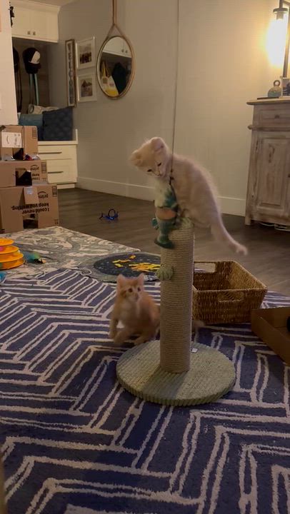 Enlarge Sake (bonded with Sashimi), a Adoptable Domestic Medium Hair in HUNTINGTON BEACH, CA video 3/6