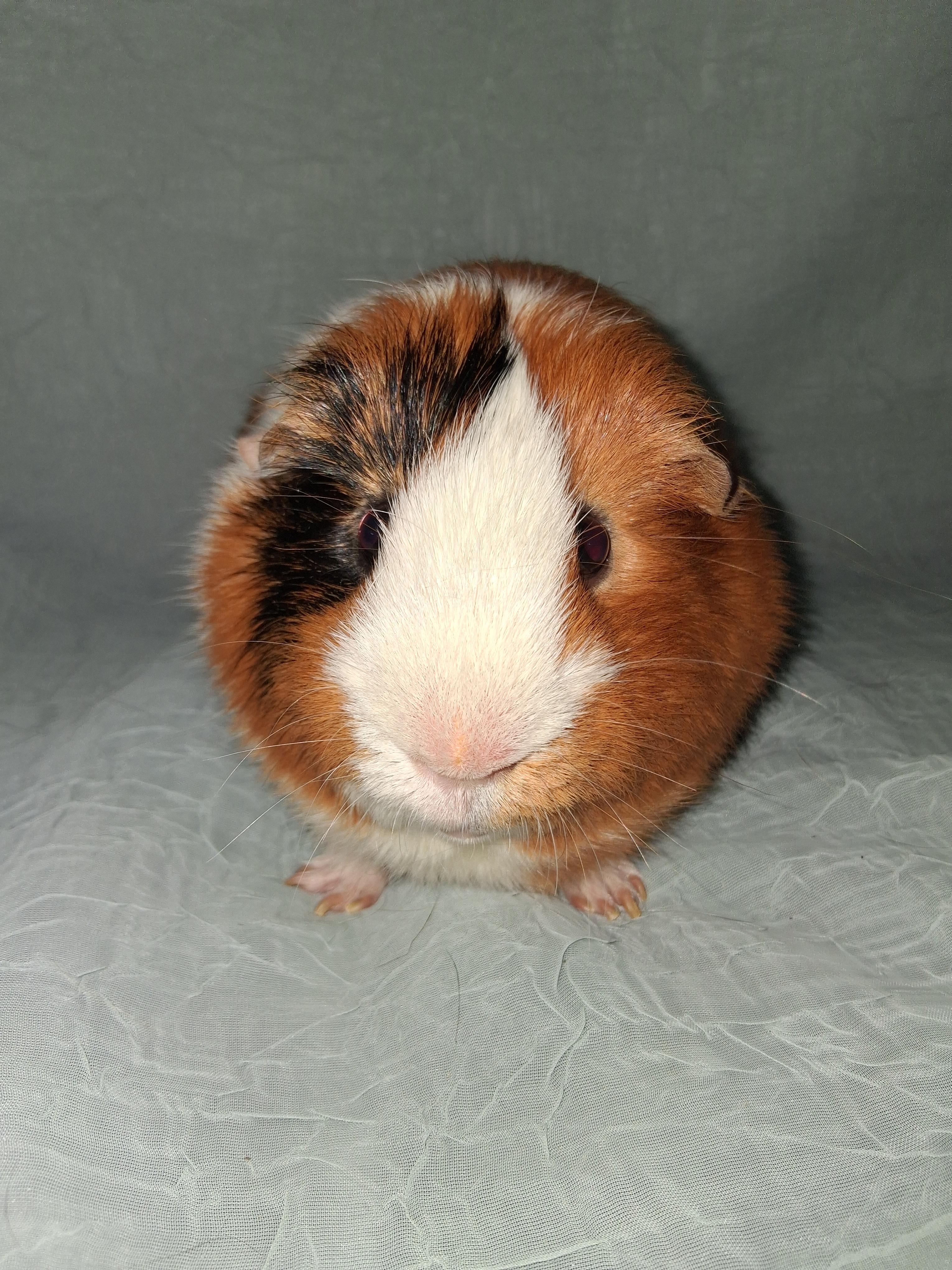 Enlarge Yam Yam, a ADOPTABLE Guinea Pig in Shelby Township, MI image 1/3