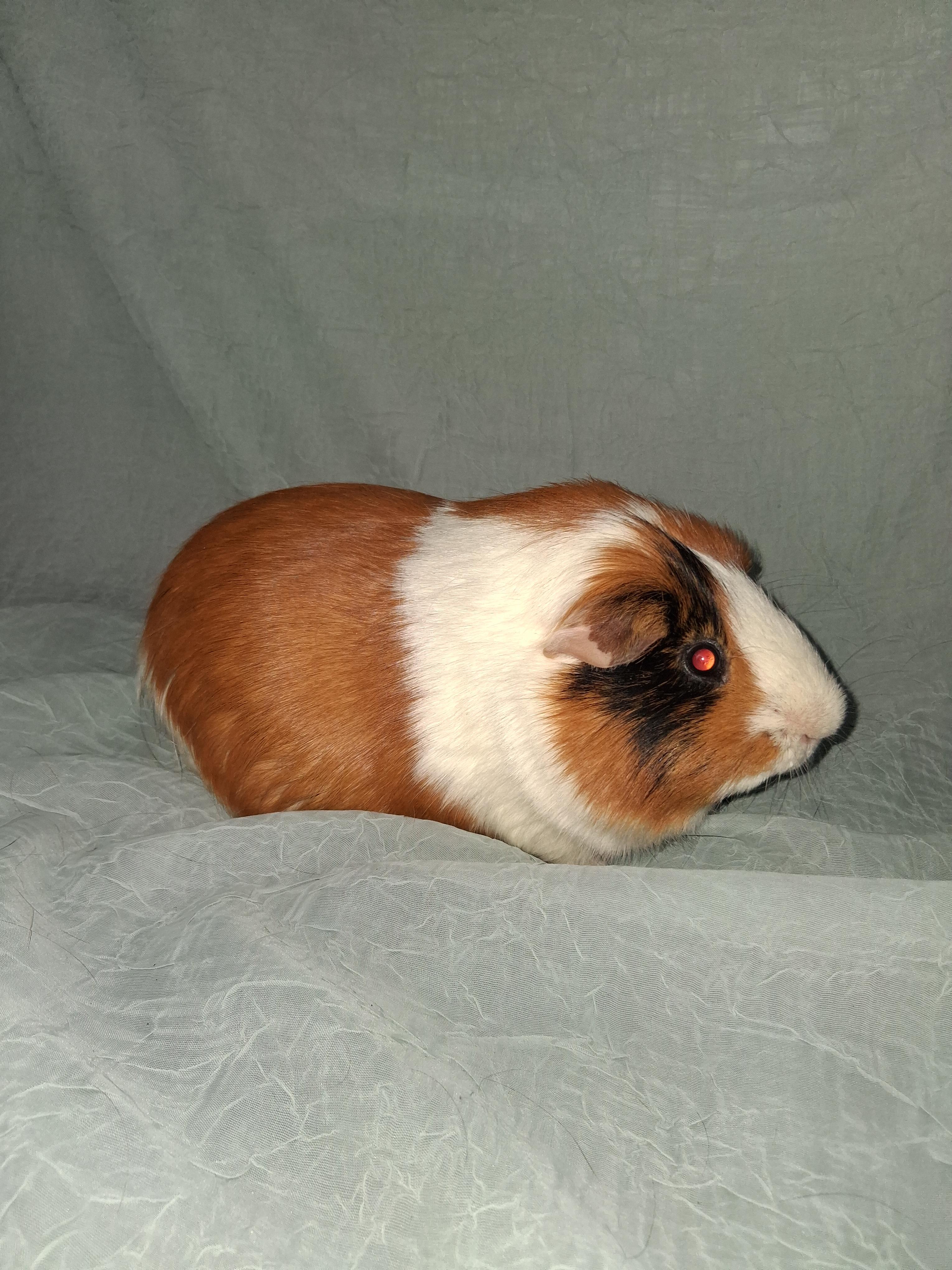 Enlarge Yam Yam, a ADOPTABLE Guinea Pig in Shelby Township, MI image 3/3