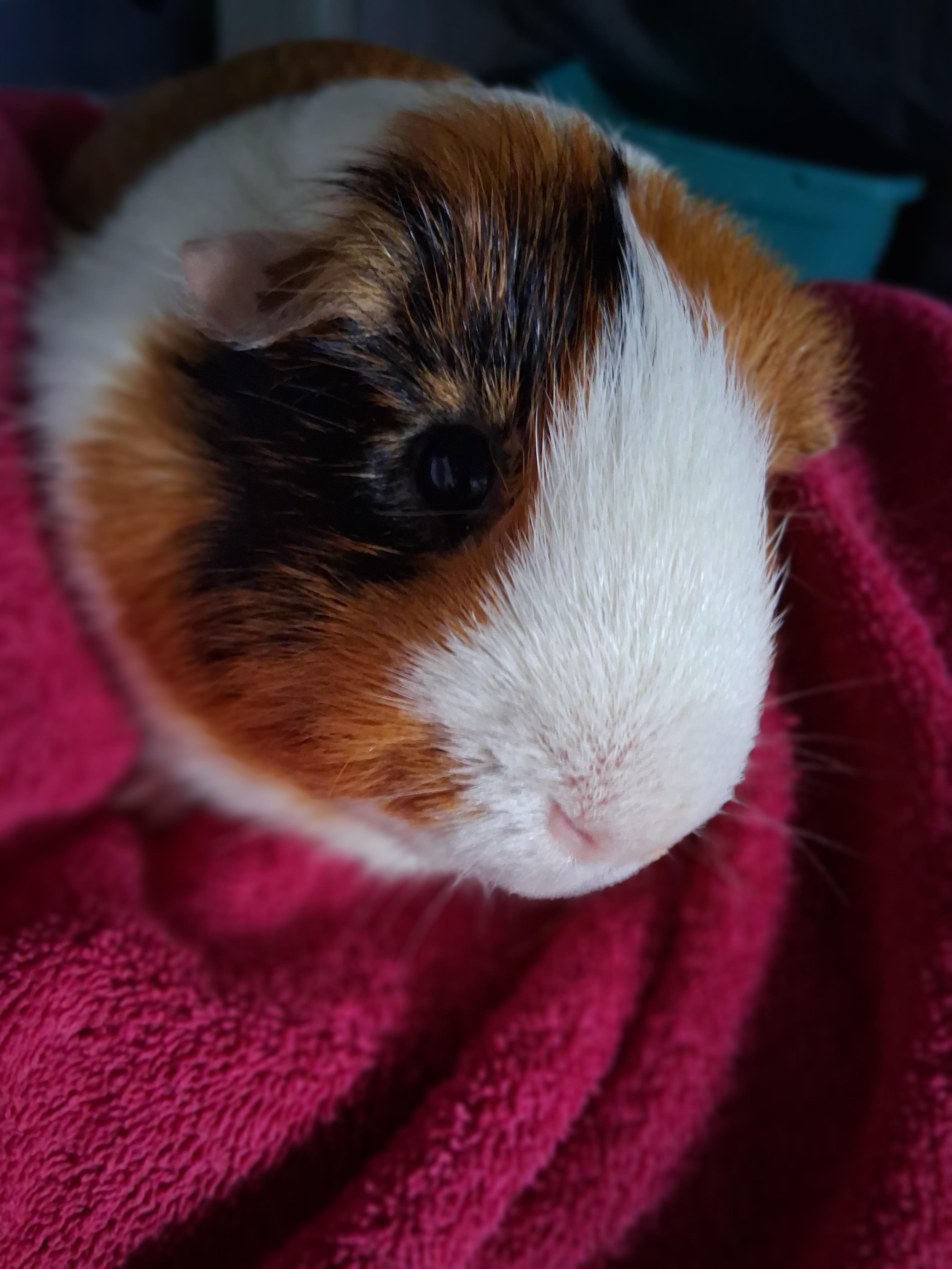 Enlarge Yam Yam, a ADOPTABLE Guinea Pig in Shelby Township, MI image 2/3