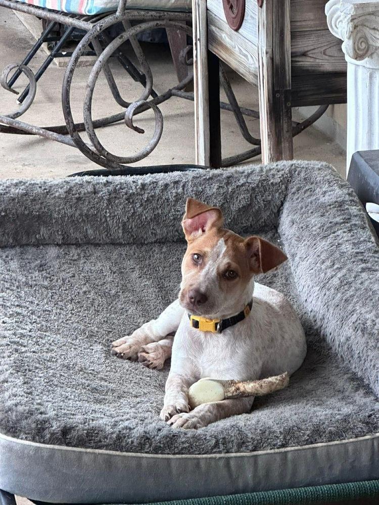 Rosie, a Adoptable mixed breed in Rockland, WI image 1/3