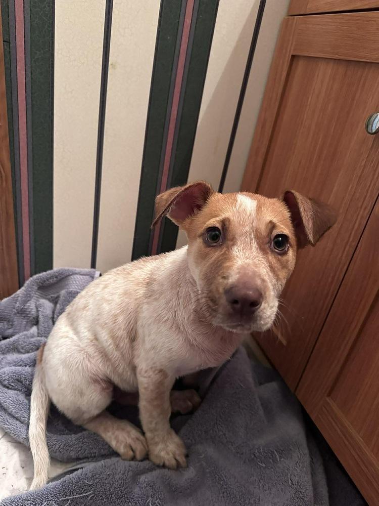 Rosie, Adoptable, Puppy Female Cattle Dog.
