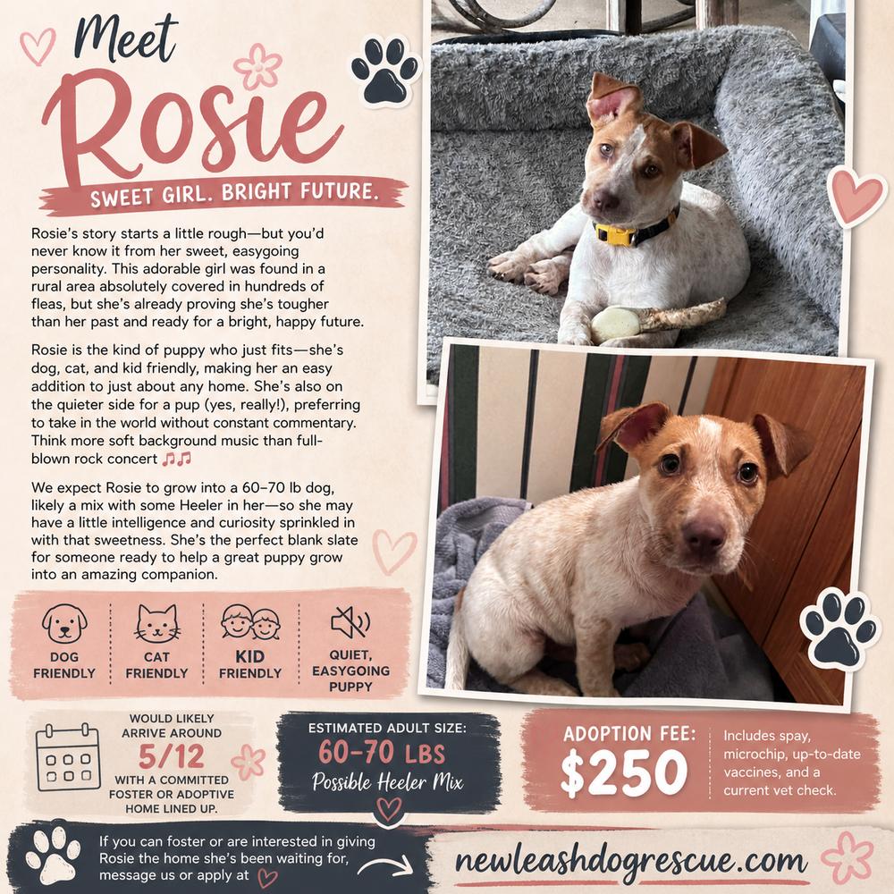 Rosie, a Adoptable mixed breed in Rockland, WI image 3/3