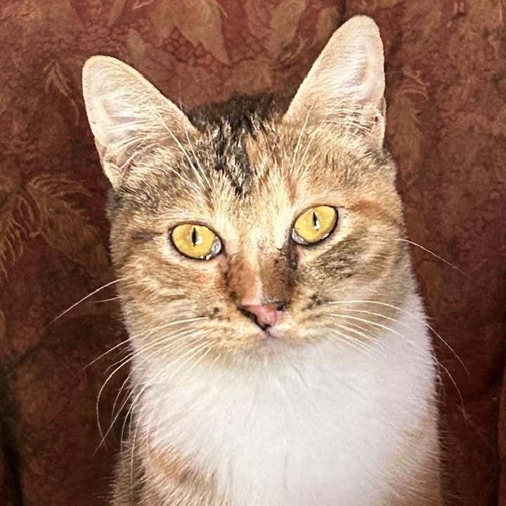 Enlarge JULIA, a Adoptable Domestic Short Hair in Vacaville, CA image 1/1