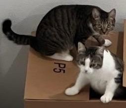Heidi, Adoptable, Adult Female Domestic Short Hair.