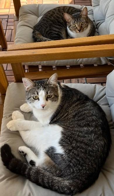 Enlarge Heidi, a Adoptable mixed breed in HUNTINGTON BEACH, CA image 5/5